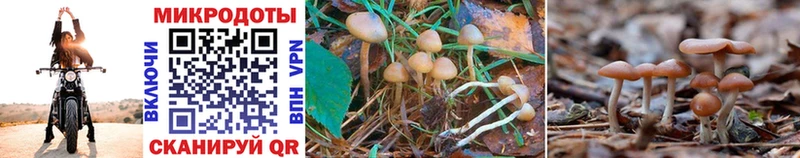 Галлюциногенные грибы GOLDEN TEACHER Железноводск
